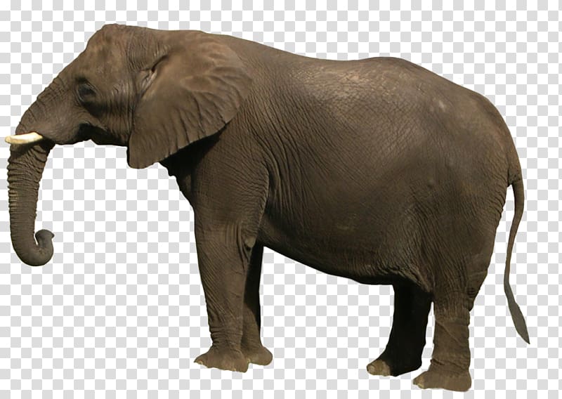 African bush elephant Asian elephant, Elephant transparent background PNG clipart