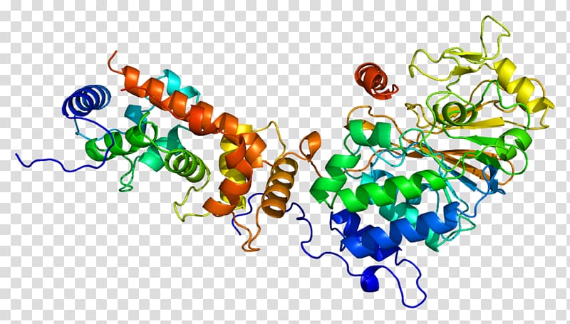 Calcineurin Phosphatase Protein Threonine Serine, Aromaterapia O Uso Terapeutico Das Ervas transparent background PNG clipart