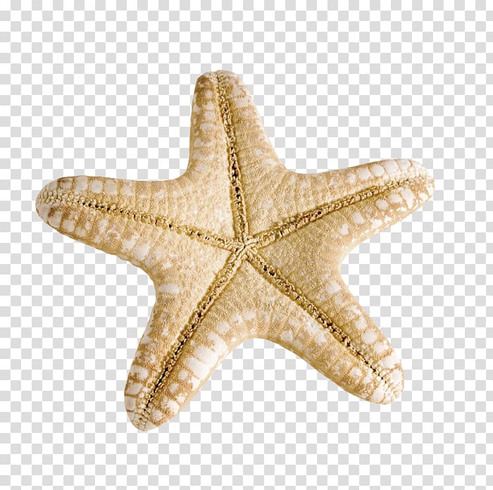Starfish Seashells Mollusc shell, starfish transparent background PNG clipart