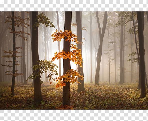 Forest Trees Autumn Fall Leaves Falling Silhouette Vinyl Wall Decal Art