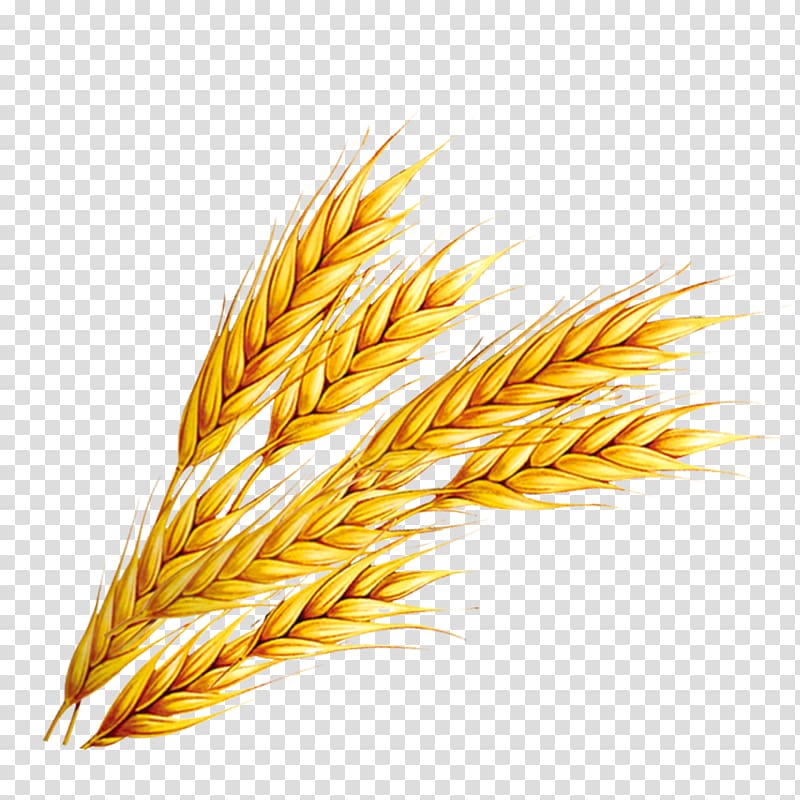 wheat illustration, Rice Wheat, Wheat transparent background PNG clipart