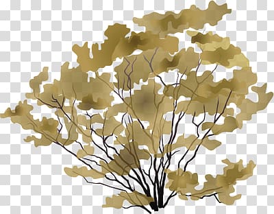 Larrea tridentata Shrub Drawing, tree transparent background PNG clipart