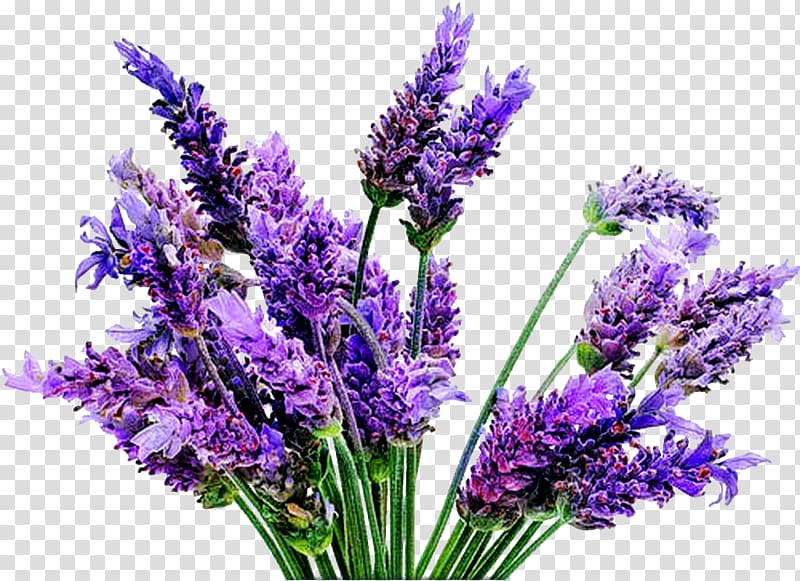 lavender rosemary clipart