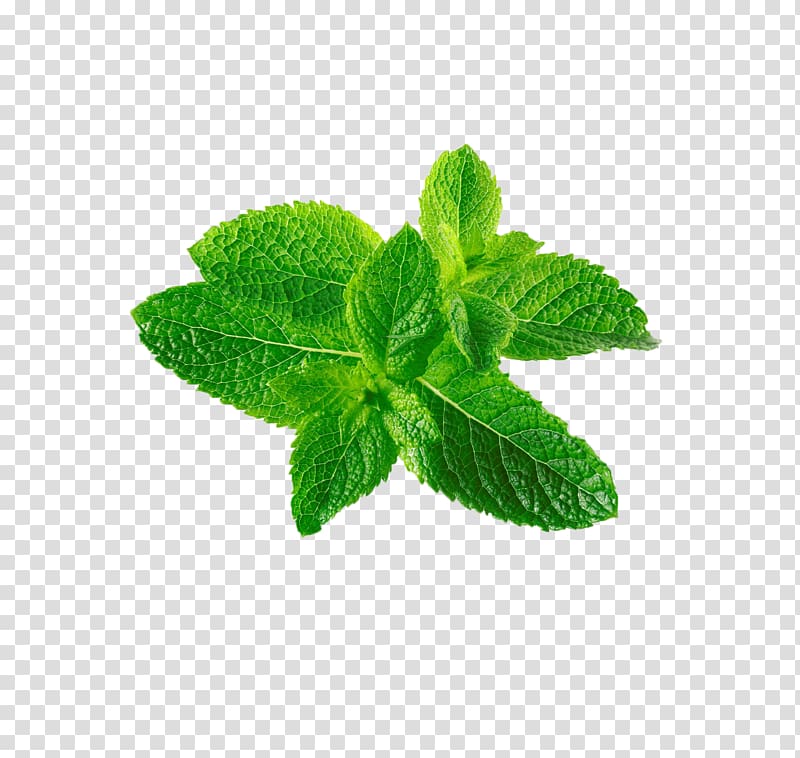 green leaves, Mentha spicata Leaf Mentha canadensis, Mint leaf transparent background PNG clipart