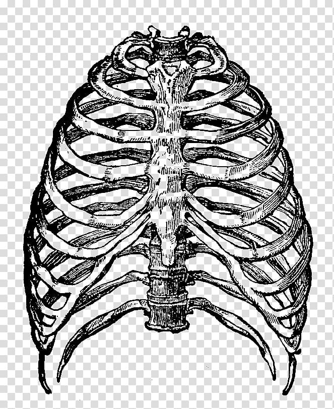 human lungs x-ray illustration, Rib Cage Illustration transparent background PNG clipart