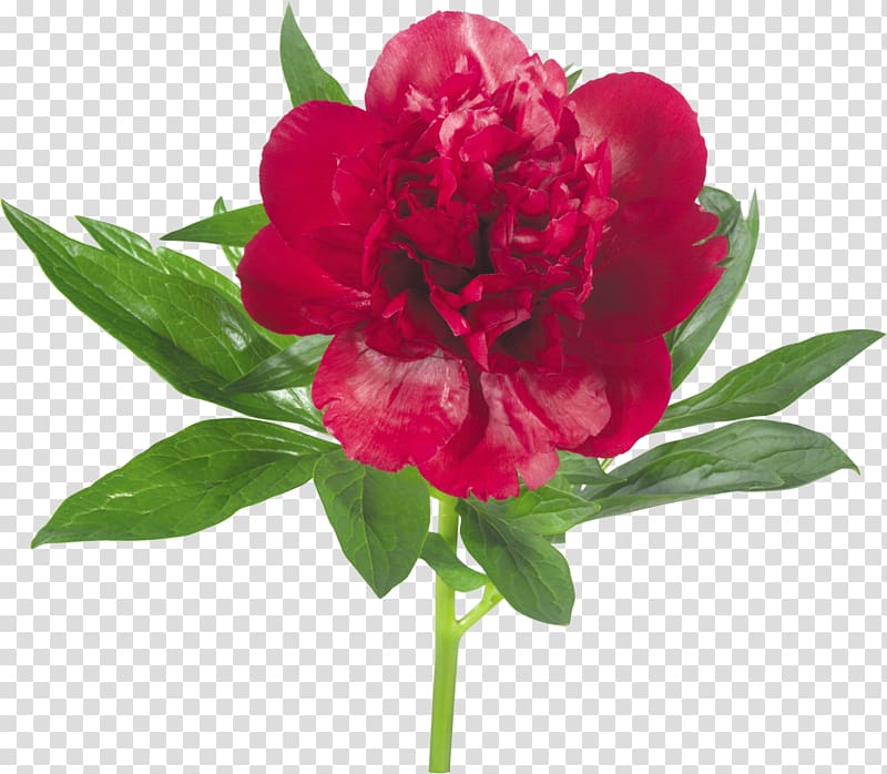 Peony Flower , george bush transparent background PNG clipart