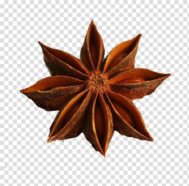 brown star anise, Logo Illustration, A star anise transparent background PNG clipart