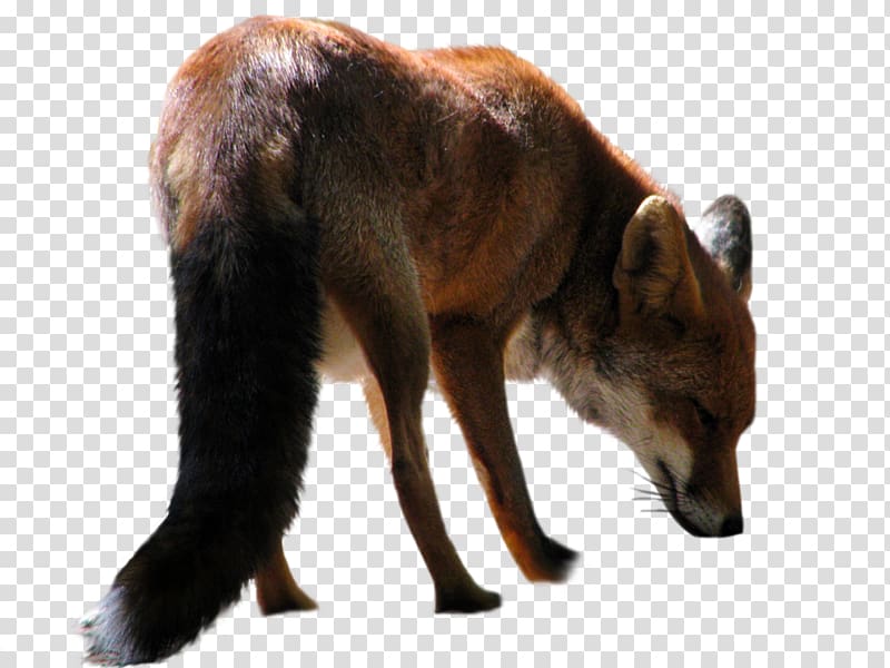 Fox transparent background PNG clipart