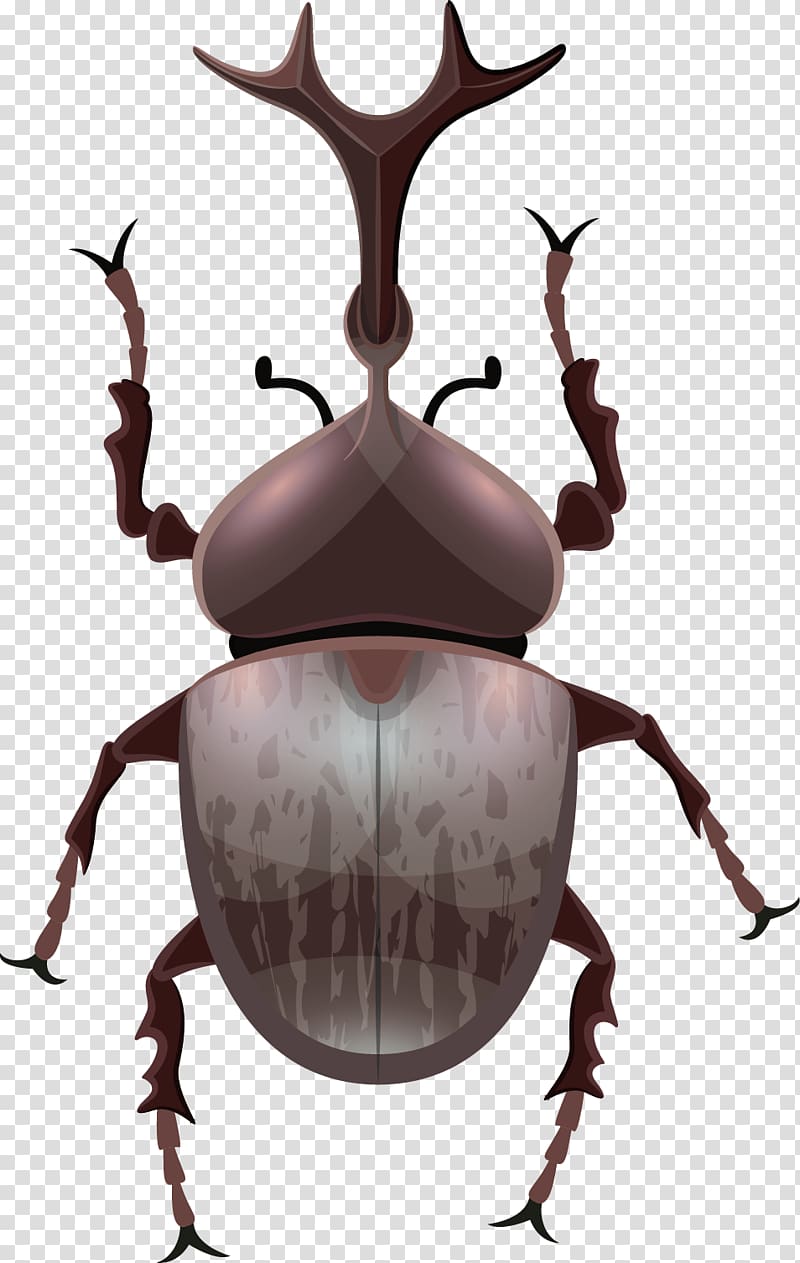 Japanese rhinoceros beetle Hornet Butterfly, Beetle transparent background PNG clipart