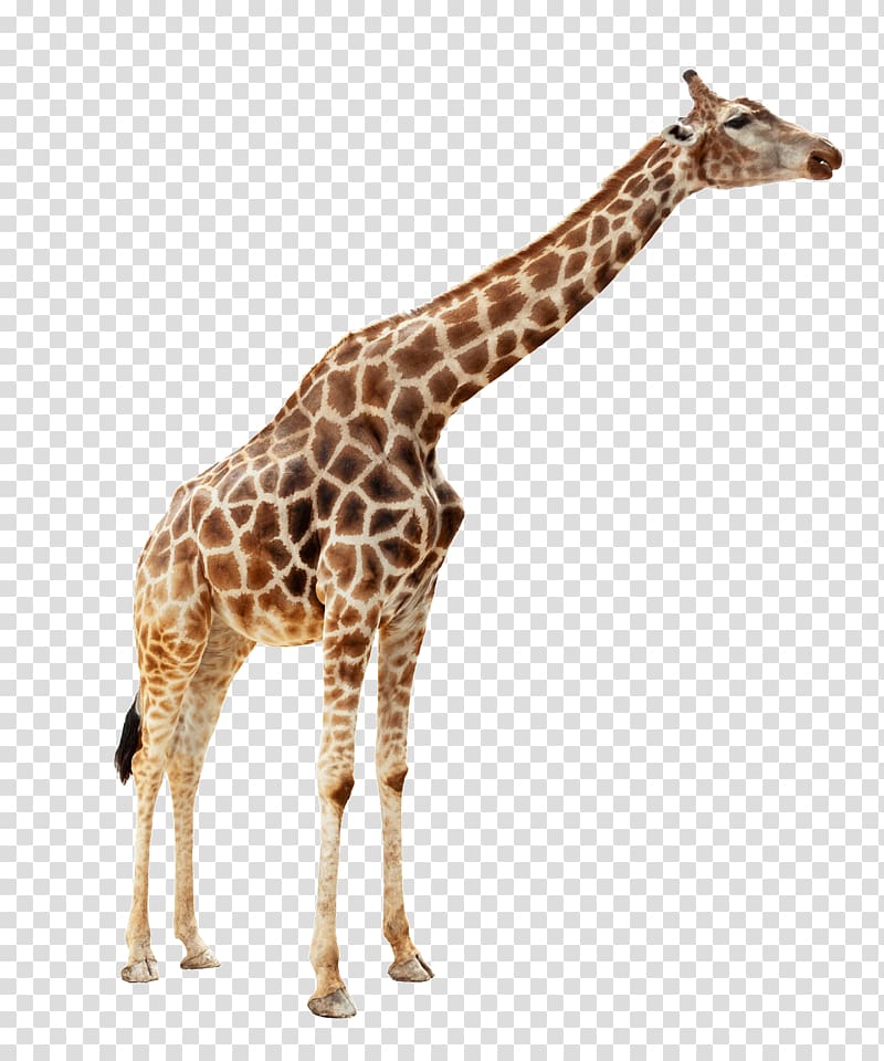 brown and beige giraffe, Giraffe Duck Mallard Zoo, Animal giraffe transparent background PNG clipart