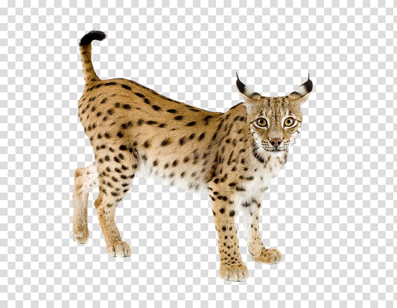 Eurasian lynx Bobcat Iberian lynx Felidae Canada lynx, Lynx transparent background PNG clipart