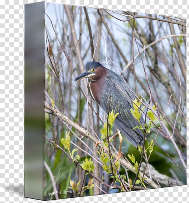 Green heron Beak Gallery wrap Wren, Heron transparent background PNG clipart