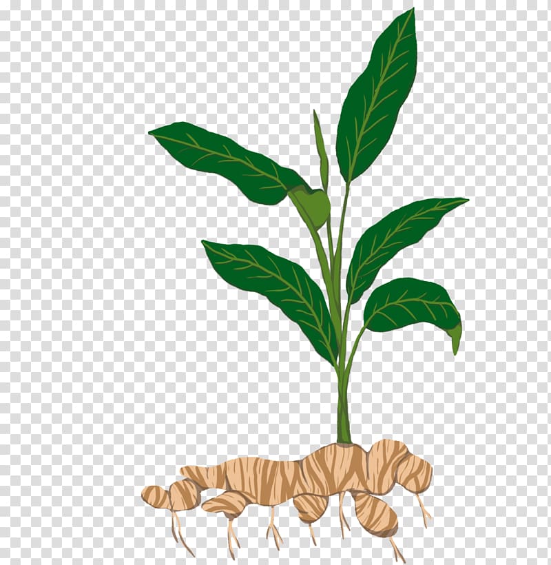 Tuber Tapioca Plant stem Sowing, ginger transparent background PNG clipart