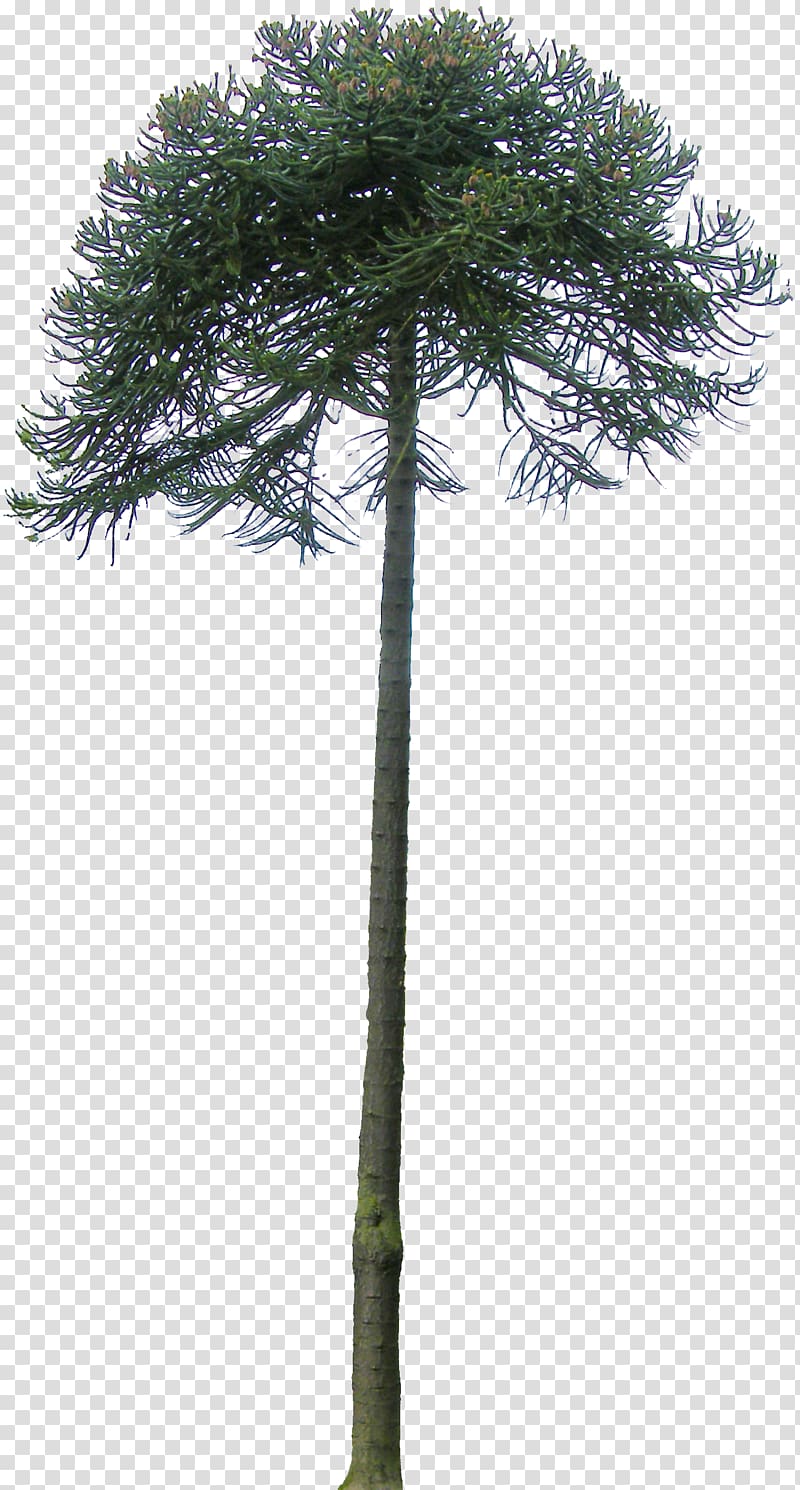 Pine Monkey puzzle tree Patagonía (Argentina) Asian palmyra palm, tree transparent background PNG clipart