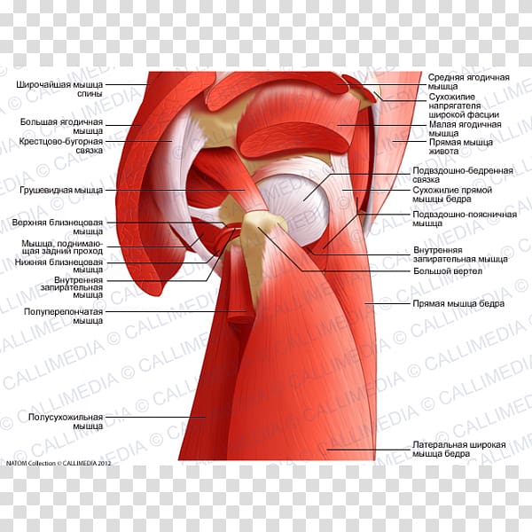 Adductor muscles of the hip Tendon Anatomy, Muscles Of The Hip transparent background PNG clipart
