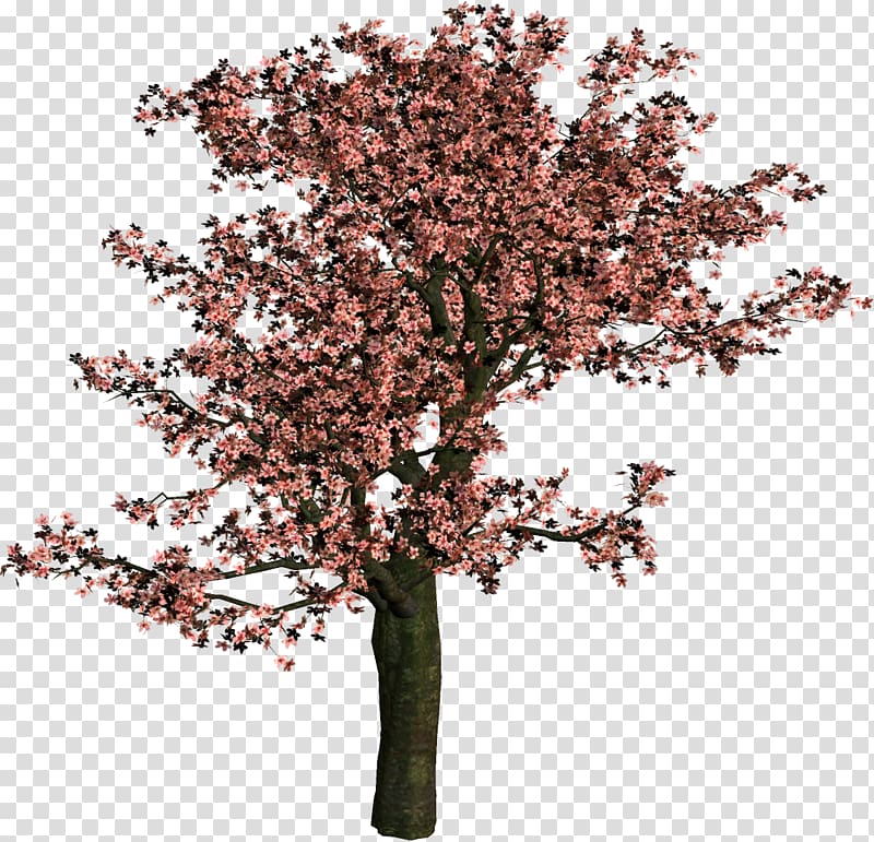 Tree Shrub Woody plant Branch, spring tree transparent background PNG clipart