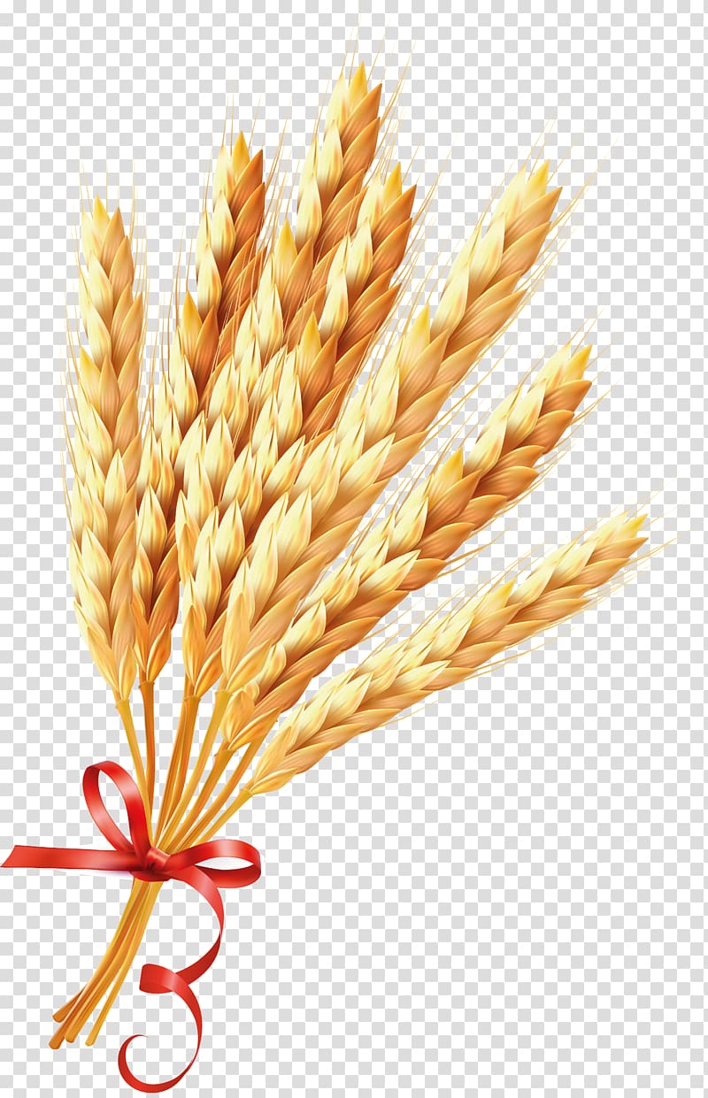 Wheat Ear Euclidean Illustration, Wheat transparent background PNG clipart
