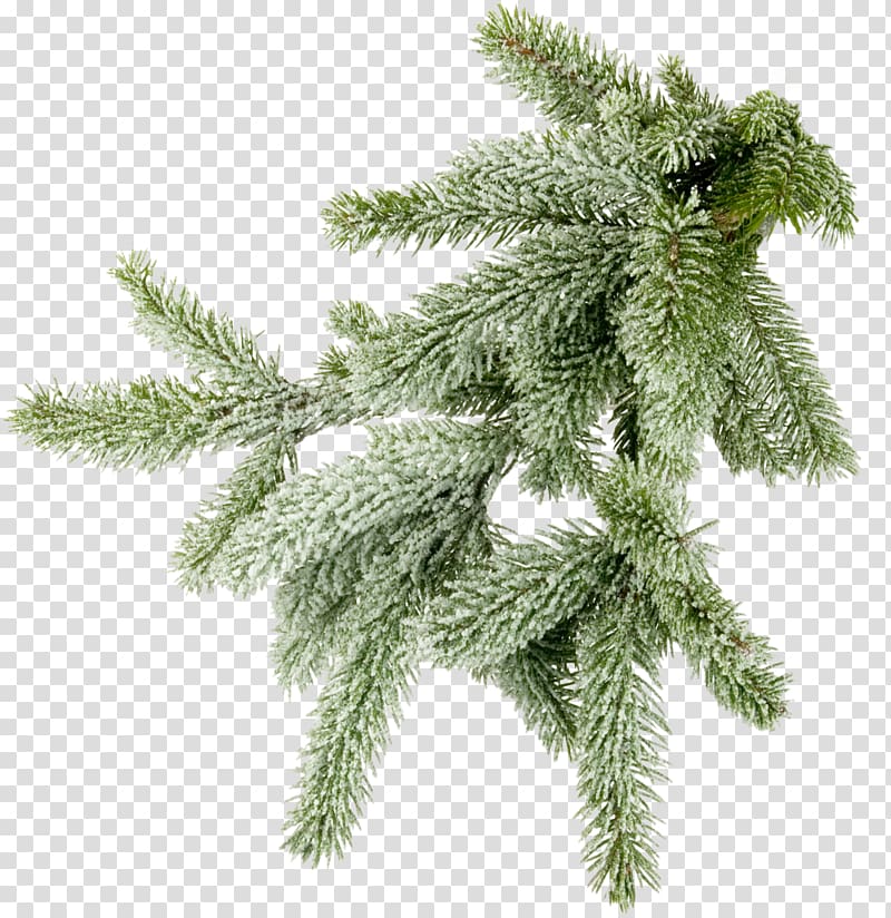 Conifers Spruce Branch, mimosa transparent background PNG clipart