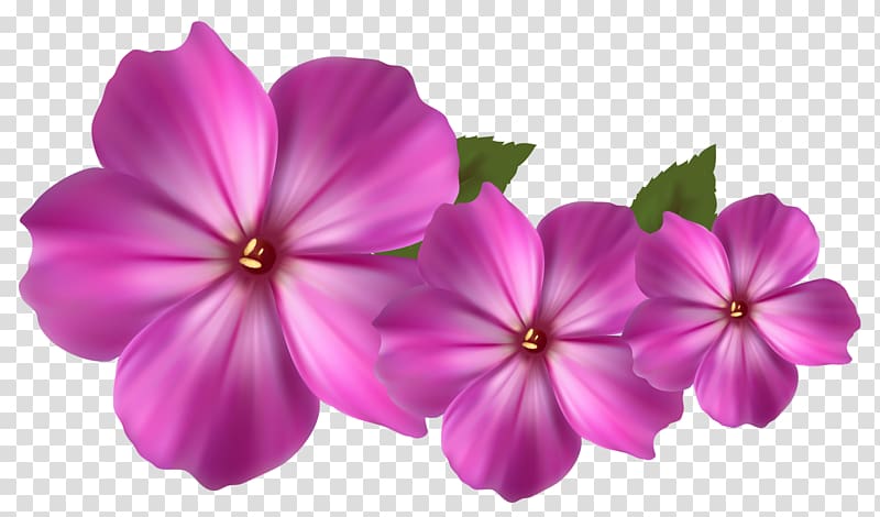 Pink flowers , flower transparent background PNG clipart