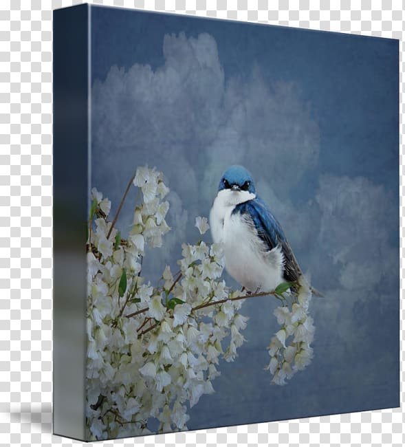 Tree swallow Blue jay Gallery wrap Tina Lindsay, tree swallow transparent background PNG clipart