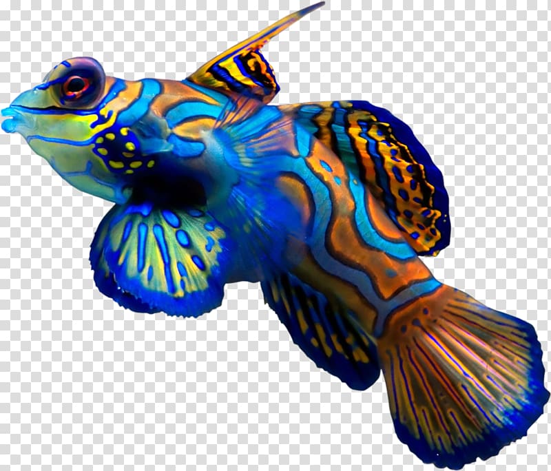 Synchiropus splendidus Fish Ocellated dragonet Reef aquarium, coral transparent background PNG clipart