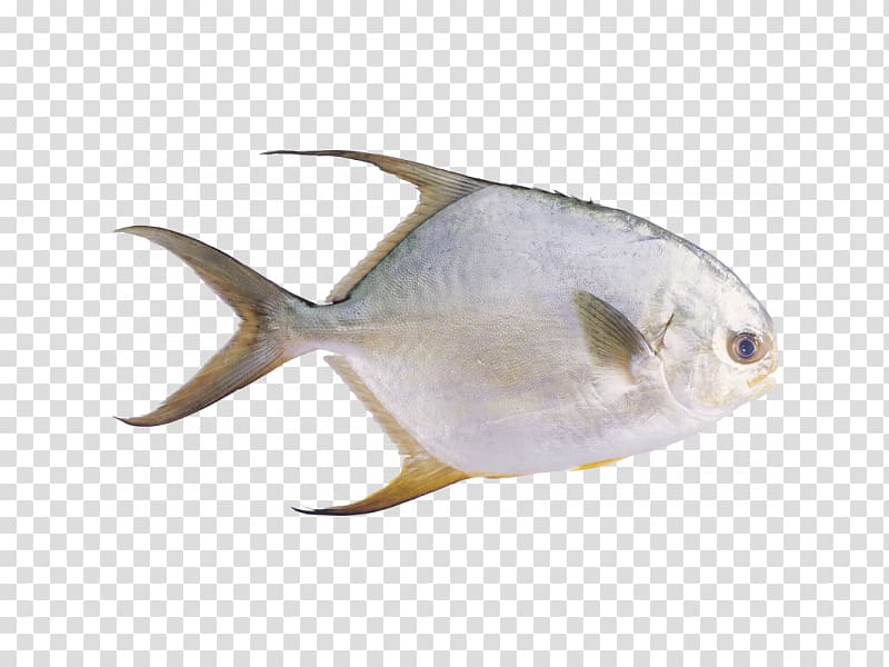 Pampus argenteus Fish Stromateidae Seafood, fish transparent background PNG clipart