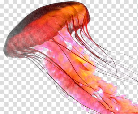 Jellyfish transparent background PNG clipart