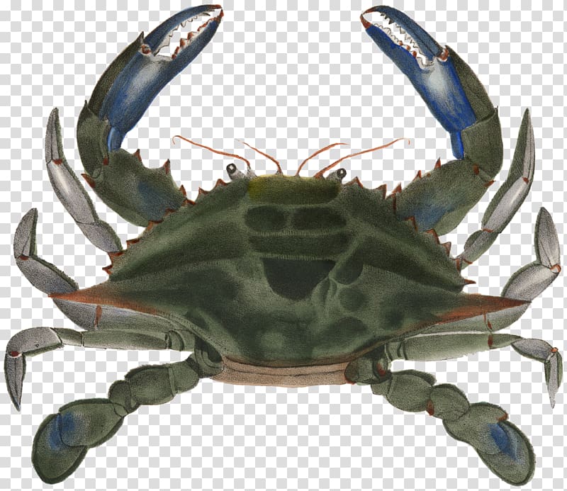 Chesapeake blue crab Decapoda Crustacean Lobster, blue crab transparent background PNG clipart