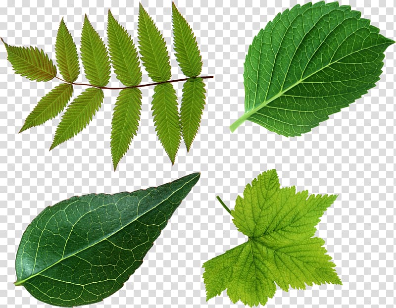 Leaf Green Look at Leaves , Green leaf transparent background PNG clipart