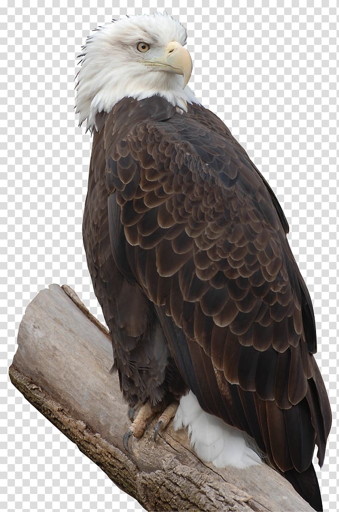 Bald Eagle Bird of prey Accipitriformes, eagle transparent background PNG clipart