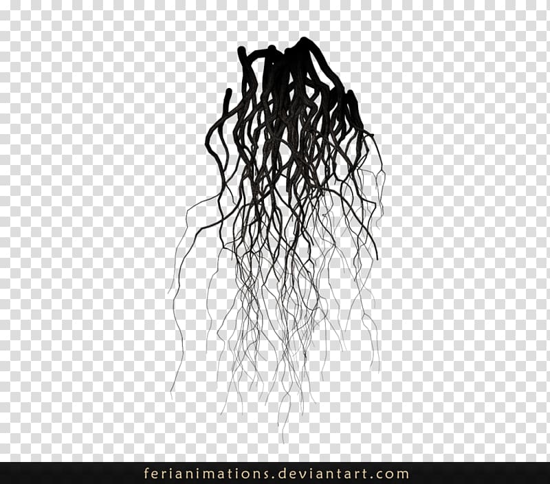 Root Tree Desktop , root transparent background PNG clipart