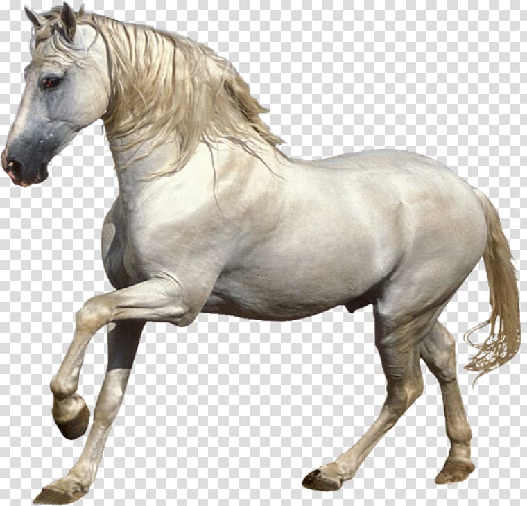 Mustang Stallion Foal Pony White horse, Cheval transparent background PNG clipart