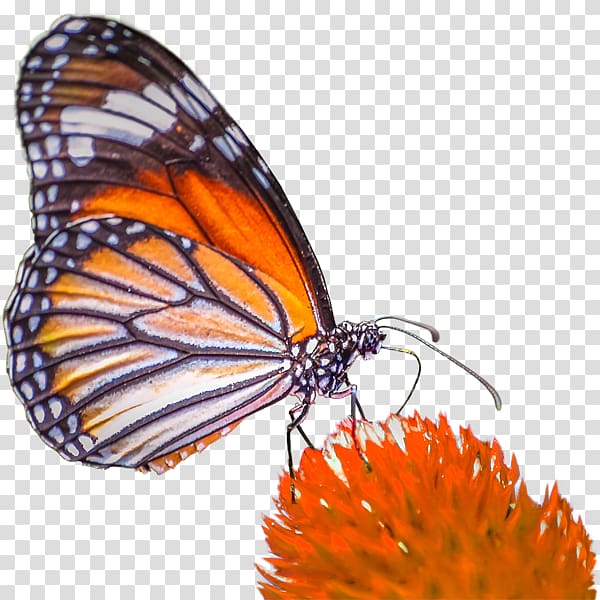 Monarch butterfly Pieridae Gossamer-winged butterflies Brush-footed butterflies, color pigments transparent background PNG clipart