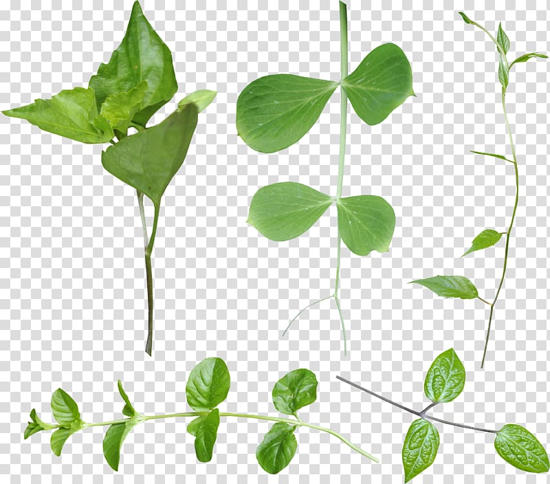 Branch Leaf , Leaf transparent background PNG clipart