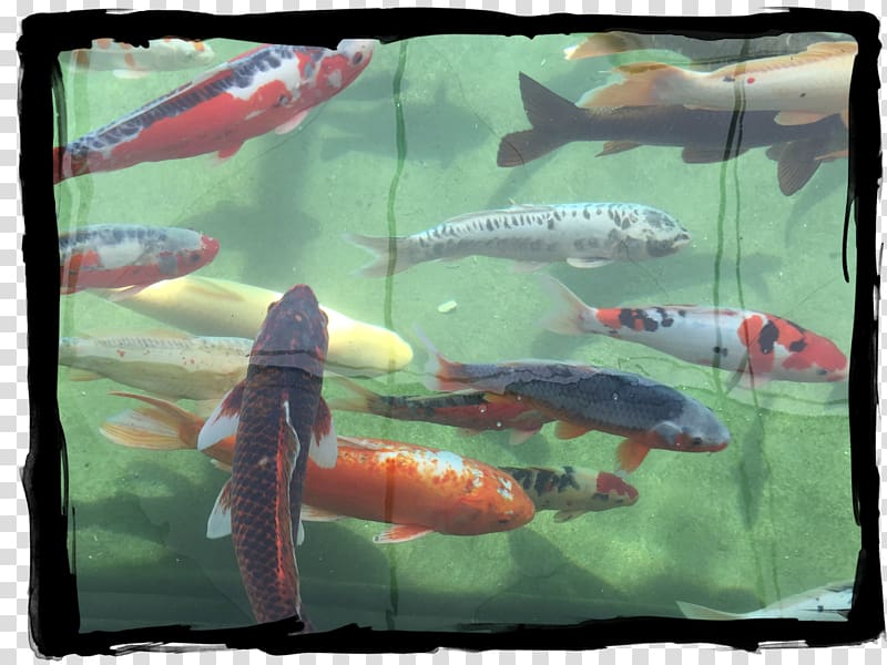 Koi Provence Fish pond Hotel, koi fish chasing transparent background PNG clipart