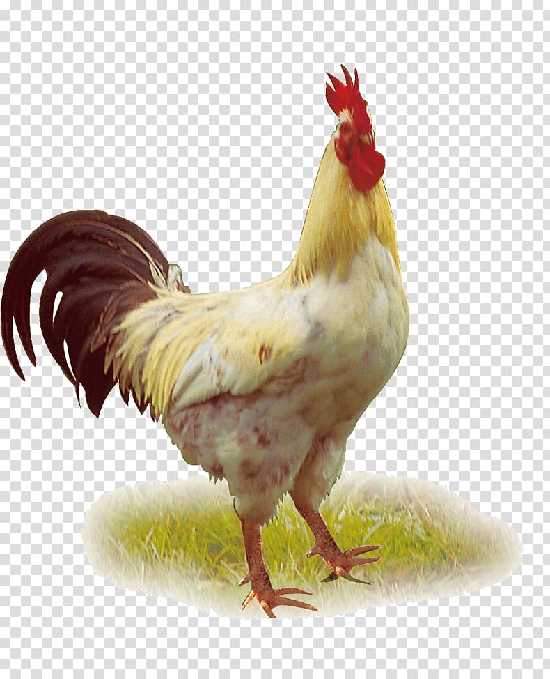 Chicken Duck Poultry Rooster, Chicken larger HD transparent background PNG clipart