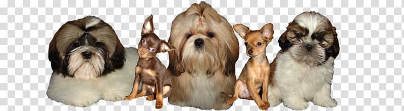 Dog breed Shih Tzu Russkiy Toy Puppy, poodle Dog transparent background PNG clipart