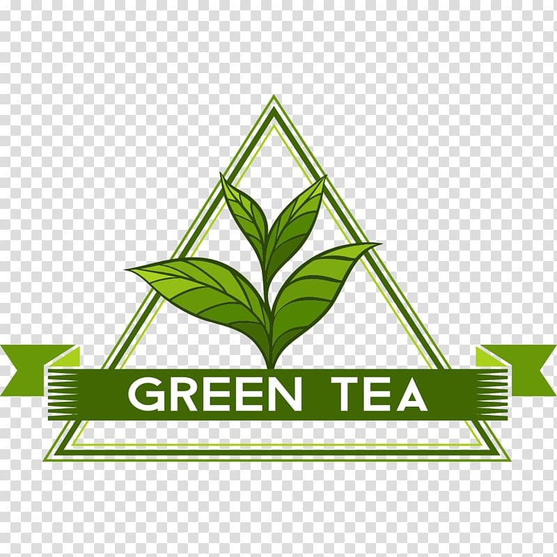 Green tea Camellia sinensis, green tea transparent background PNG clipart