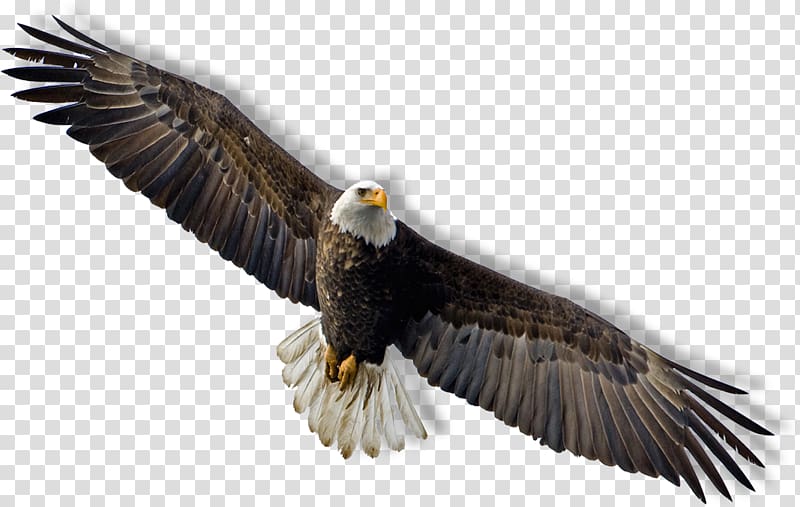 American bald eagle, Bald Eagle Flight , Hawk transparent background PNG clipart