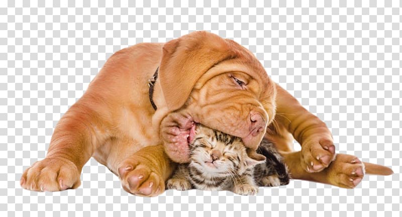 Bengal cat Puppy Kitten Dog, Mouthful of puppy and kittens transparent background PNG clipart
