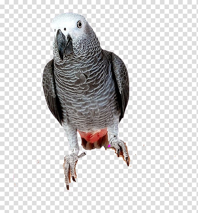 Bird Parrots of New Guinea Grey parrot, parrot transparent background PNG clipart