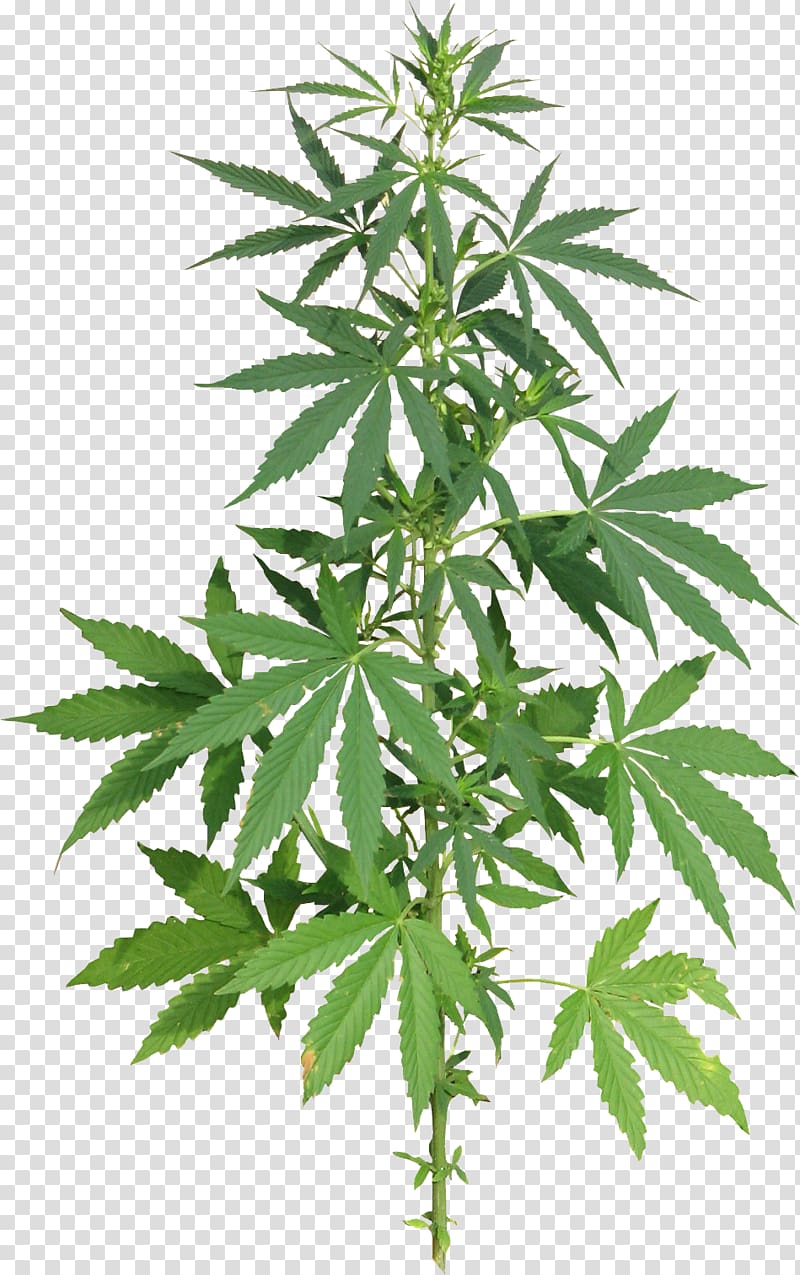 Medical cannabis Hemp Drug, skunk transparent background PNG clipart