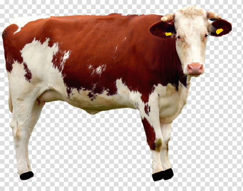 Guernsey cattle Live cow Dairy farming, clarabelle cow transparent background PNG clipart