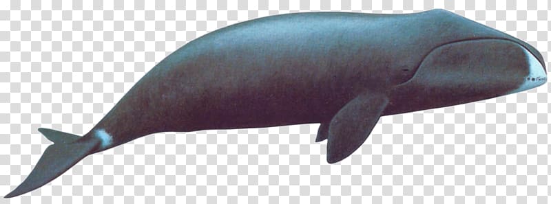 black whale illustration, Bowhead Whale transparent background PNG clipart