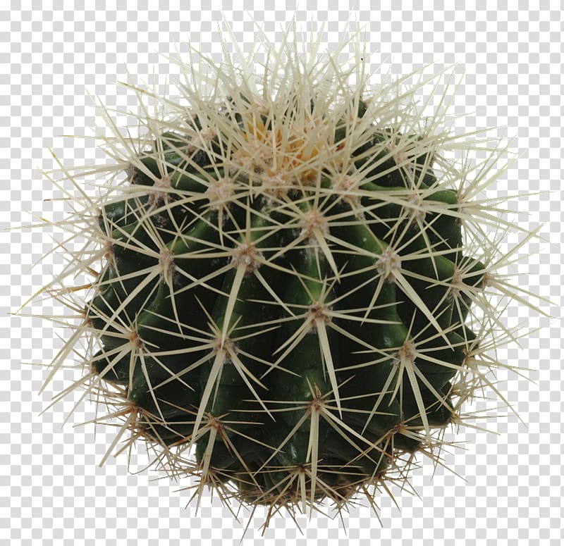 Cactaceae , Barrel Cactus transparent background PNG clipart