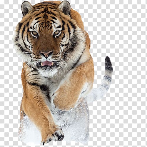 Lion Siberian Tiger Quotation Big cat, tiger transparent background PNG clipart