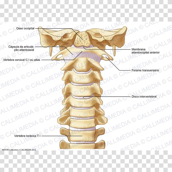Bone Cervical vertebrae Vertebral column Atlas Ligament, vertebra transparent background PNG clipart