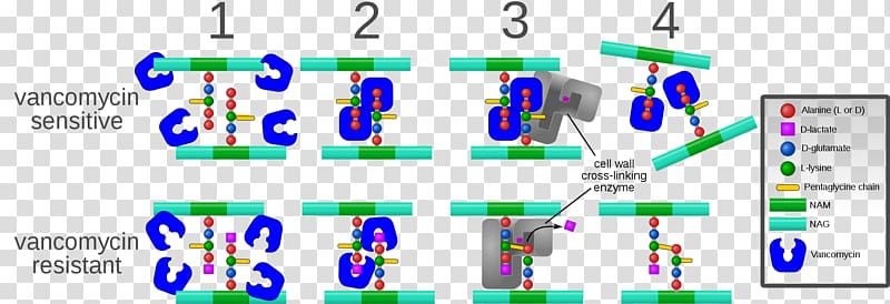 Vancomycin Antibiotics Antimicrobial resistance Drug resistance, others transparent background PNG clipart