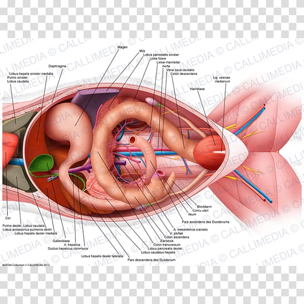 cat organs diagram