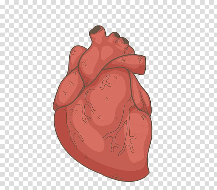 Hand drawn human heart transparent background PNG clipart
